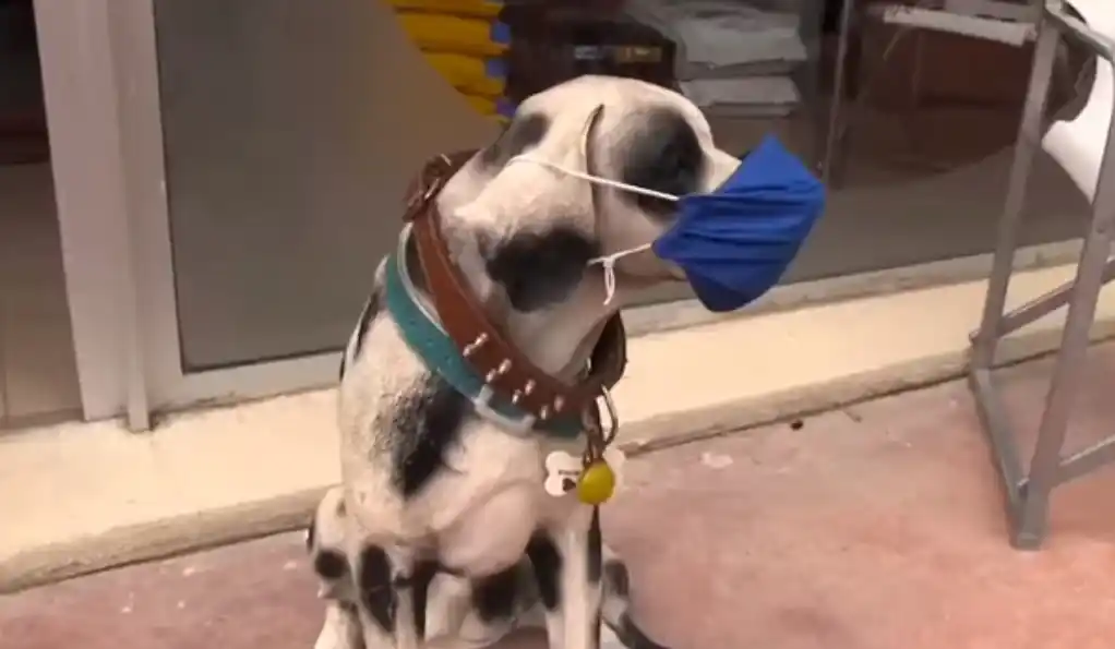 Verano en Monte Hermoso: En el Spot turístico hasta los perros usan barbijo