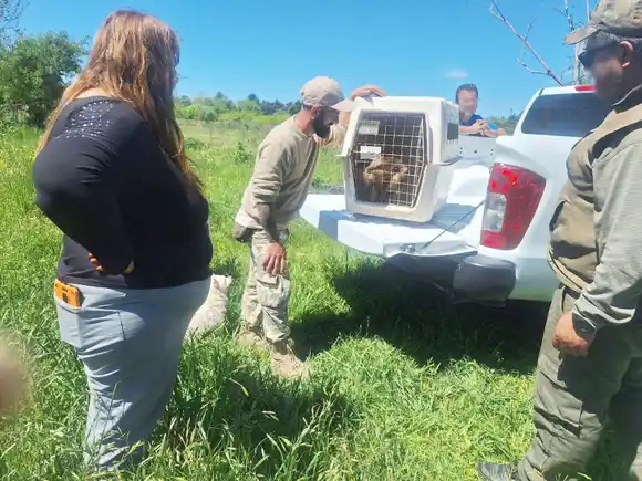 Rescatan a un mono carayá enjaulado en una finca de General Galarza