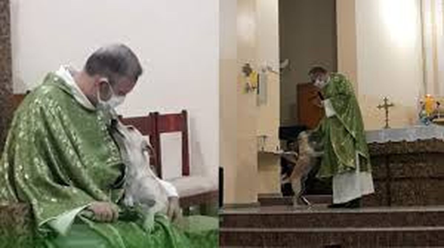 EJEMPLO DE AMOR: sacerdote en Brasil lleva perros callejeros a misa para que los adopten