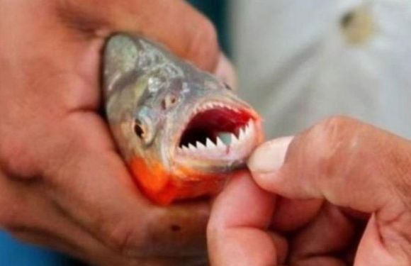 Una joven sufrió el ataque de palometas