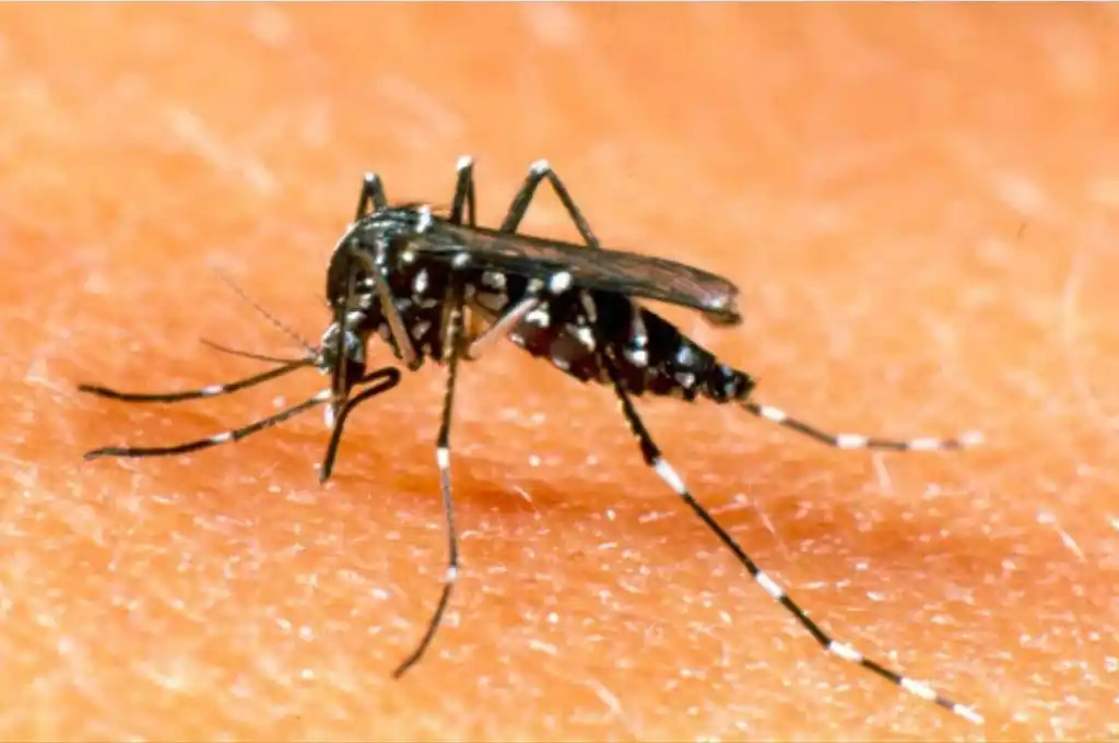 La víctima tenía 82 años