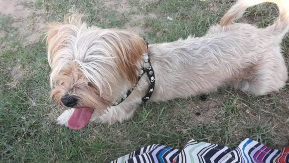 Siguen buscando la mascota de turistas: ofrecen recompensa
