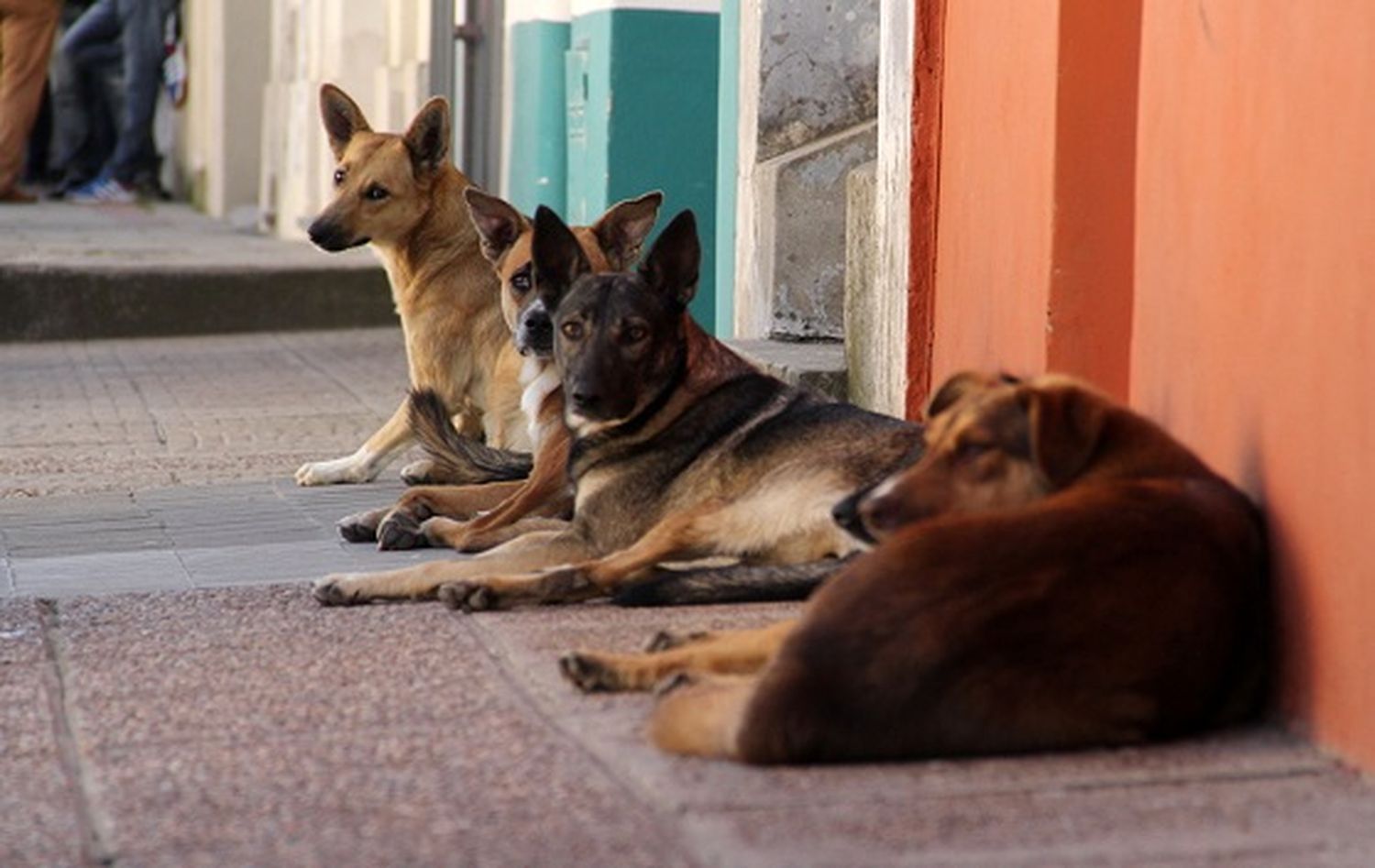 Impulsan la adopción de mascotas que están en situación de calle