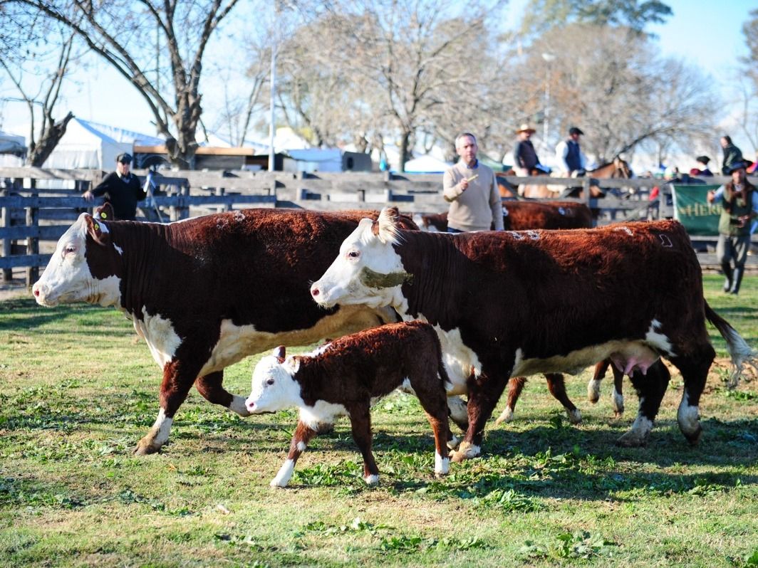 vacas