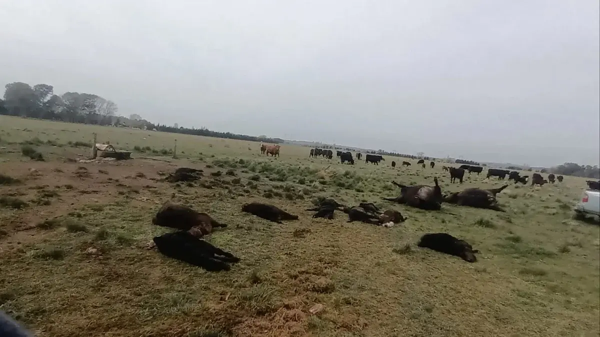 El productor aportó material fotográfico sobre los daños ocasionados y las condiciones en las que quedaron los animales.