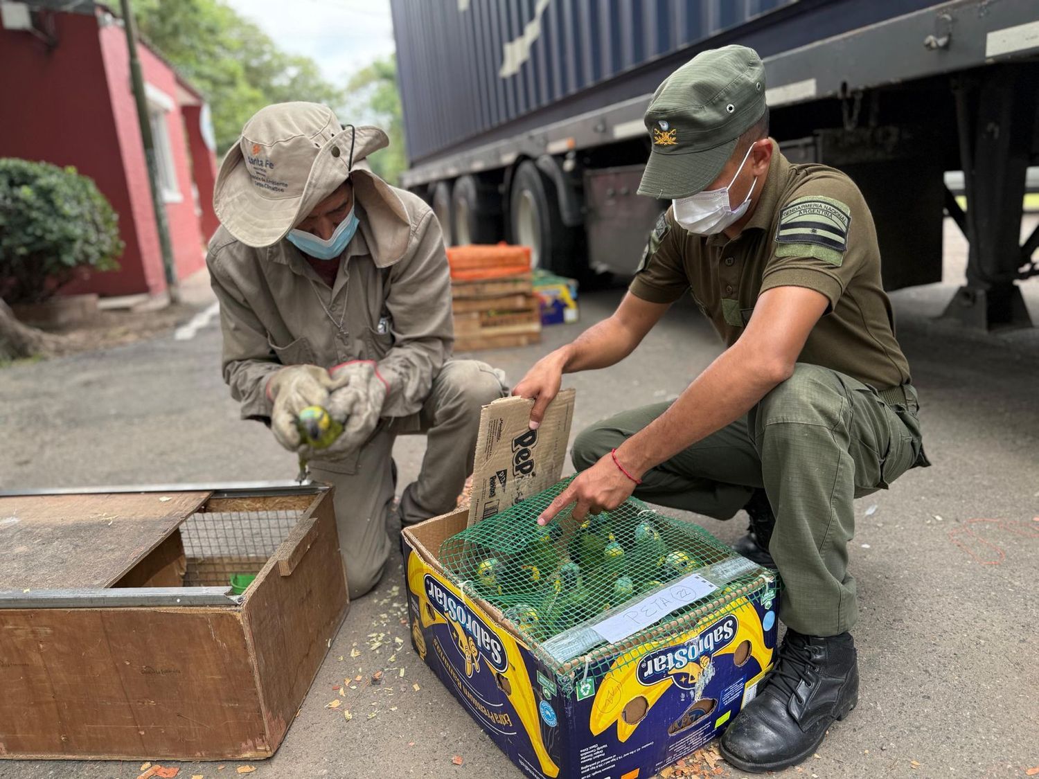 Tráfico ilegal de tortugas y loros habladores: decomisaron más de 500 animales silvestres en Ruta 34