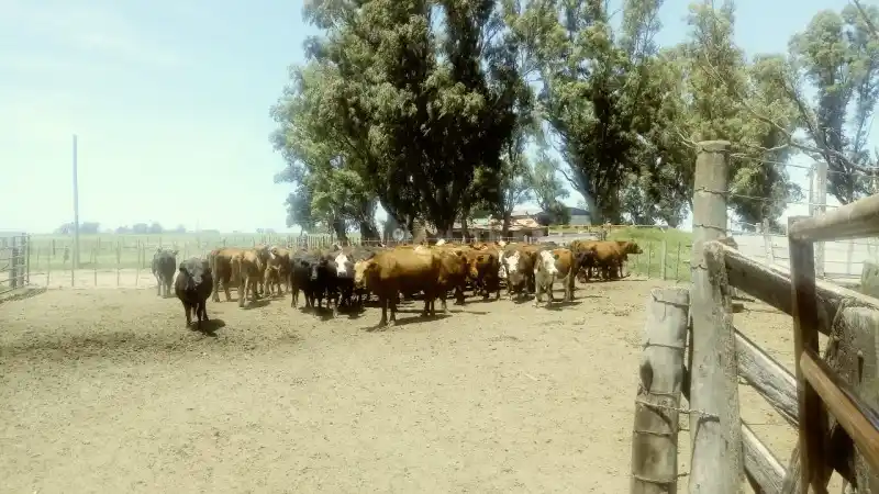 Recuperan más de un centenar de vacunos robados en La Madrid
