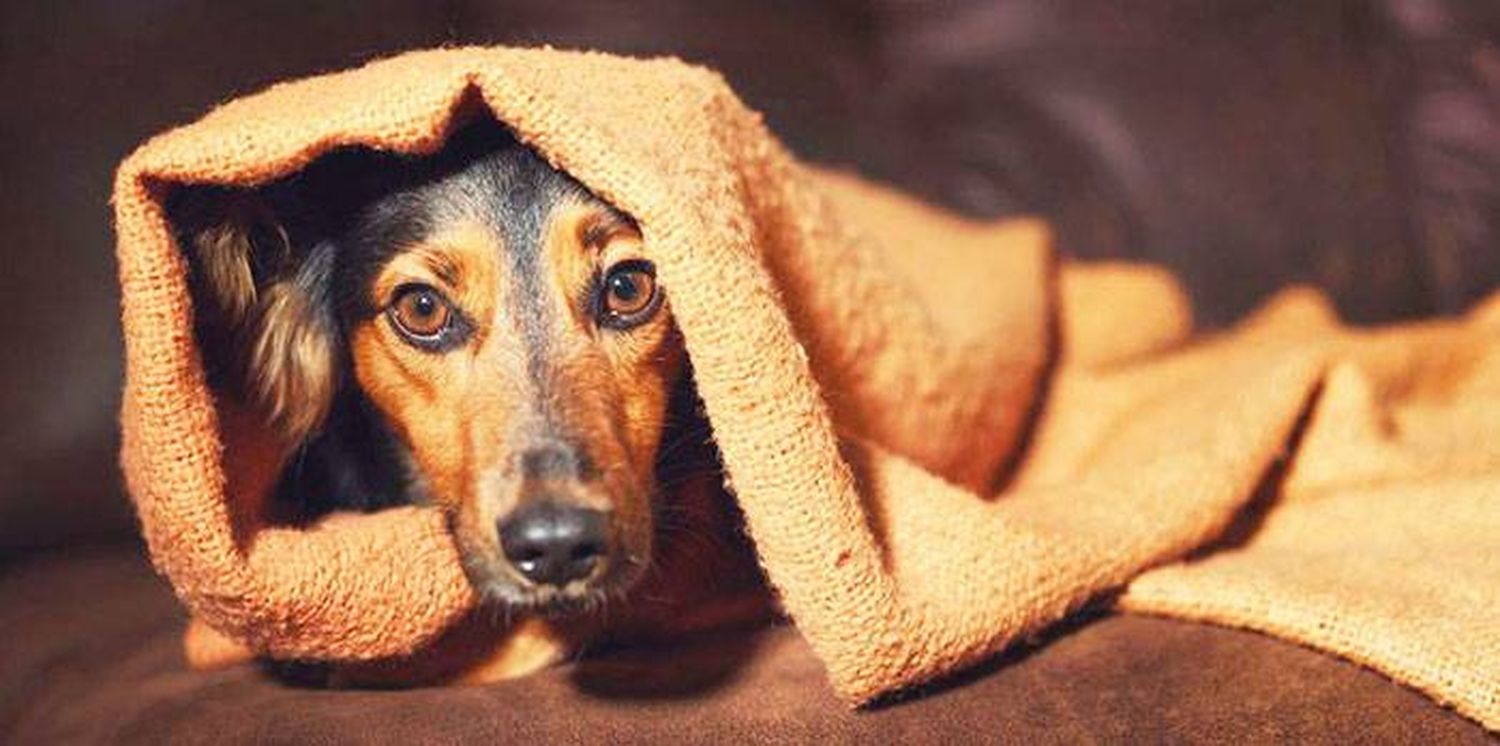 Fiestas de fin de año: cómo cuidar a las mascotas del ruido de la pirotecnia