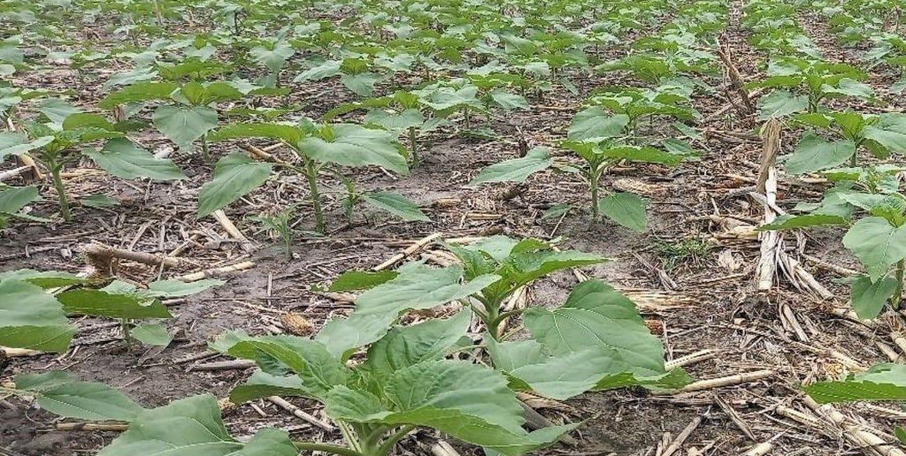 En el Centro-Norte de Santa Fe, la siembra de girasol viene con un 23% de avance.