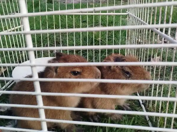 Pueblo Esther: rescatan crías de carpincho en mal estado en un domicilio que vendía "milanesas de capibara"