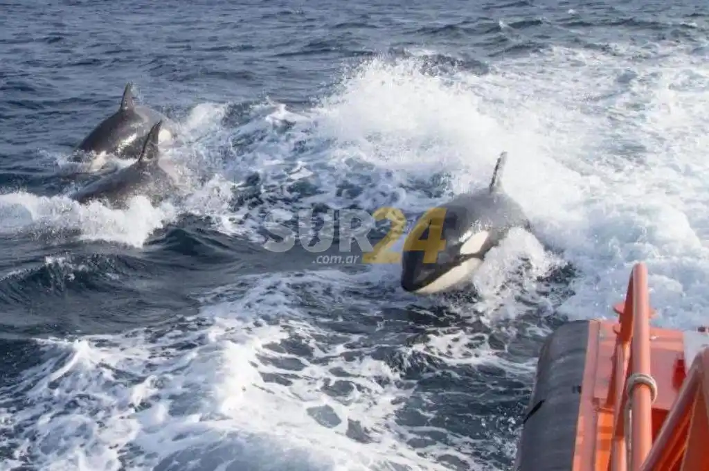 Jamás visto: orcas atacan veleros sin razón aparente