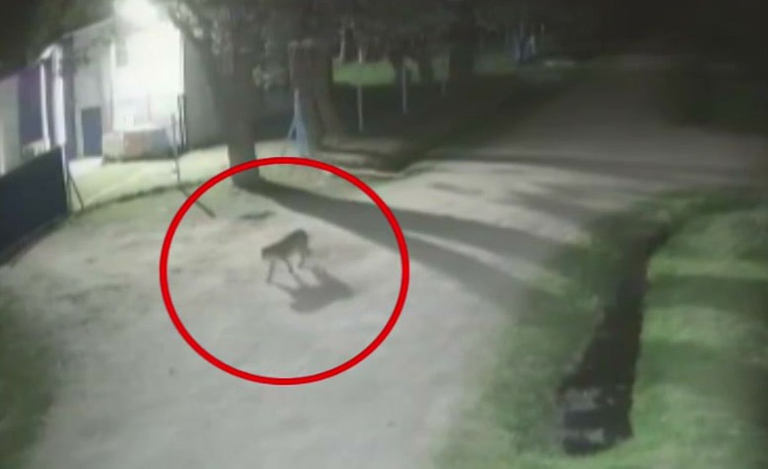 Tras la aparición de pumas en municipios bonaerenses, impulsan una campaña para evitar la matanza