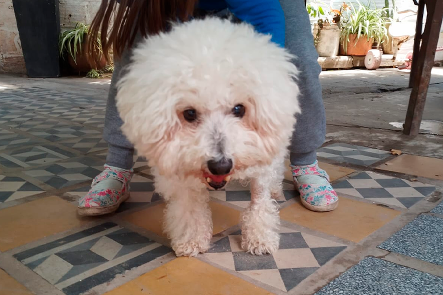Perrito encontrado