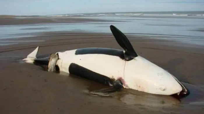 Apareció orca muerta en la costa de Claromecó