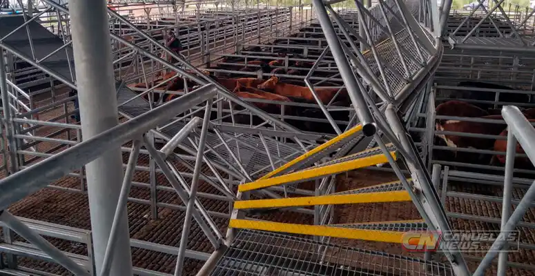 Durante un remate de prueba: Varios heridos tras desprenderse una pasarela del Mercado Agroganadero de Cañuelas