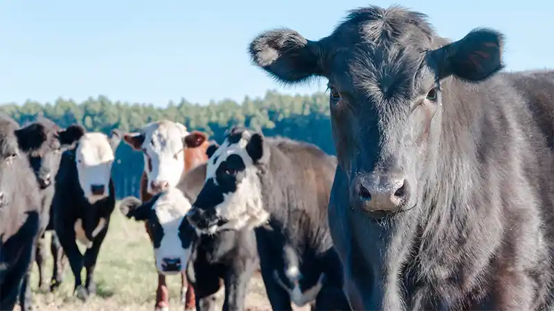 Con una suba del 11,85% las vacas conserva lideraron los precios de enero en las Rurales de la provincia