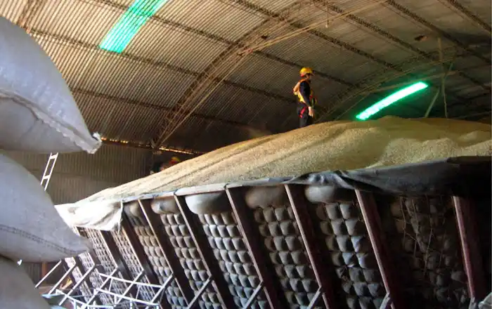 Afip allanó 27 cerealeras sospechadas de "blanquear" granos