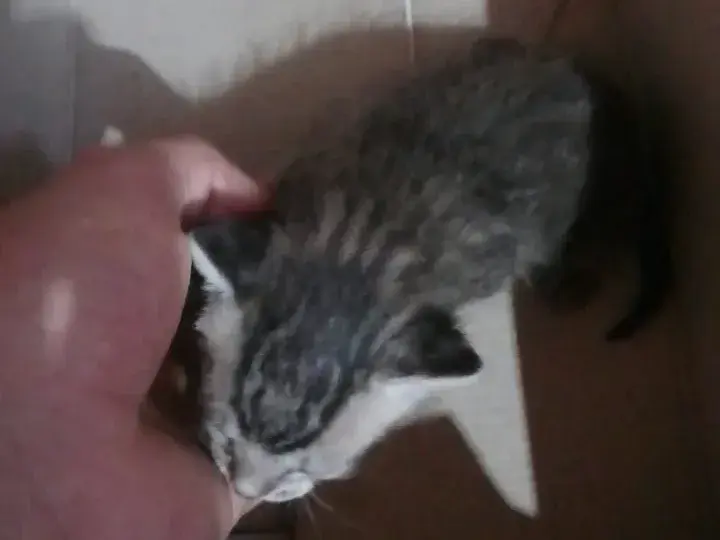 Piden ayuda y adopción para una gatita recién nacida que se quedó sin su mamá