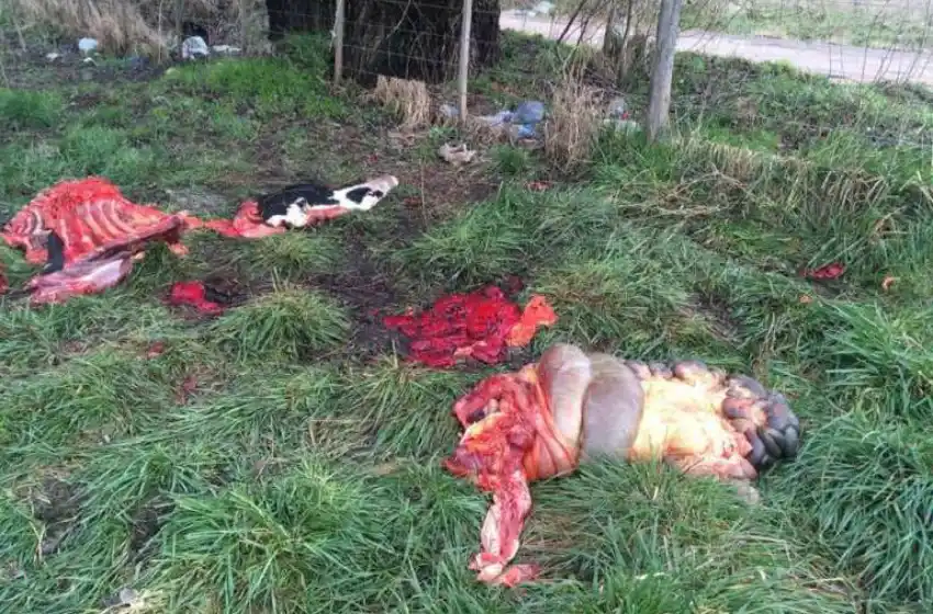 Denuncian faena clandestina en un tambo de Balcarce