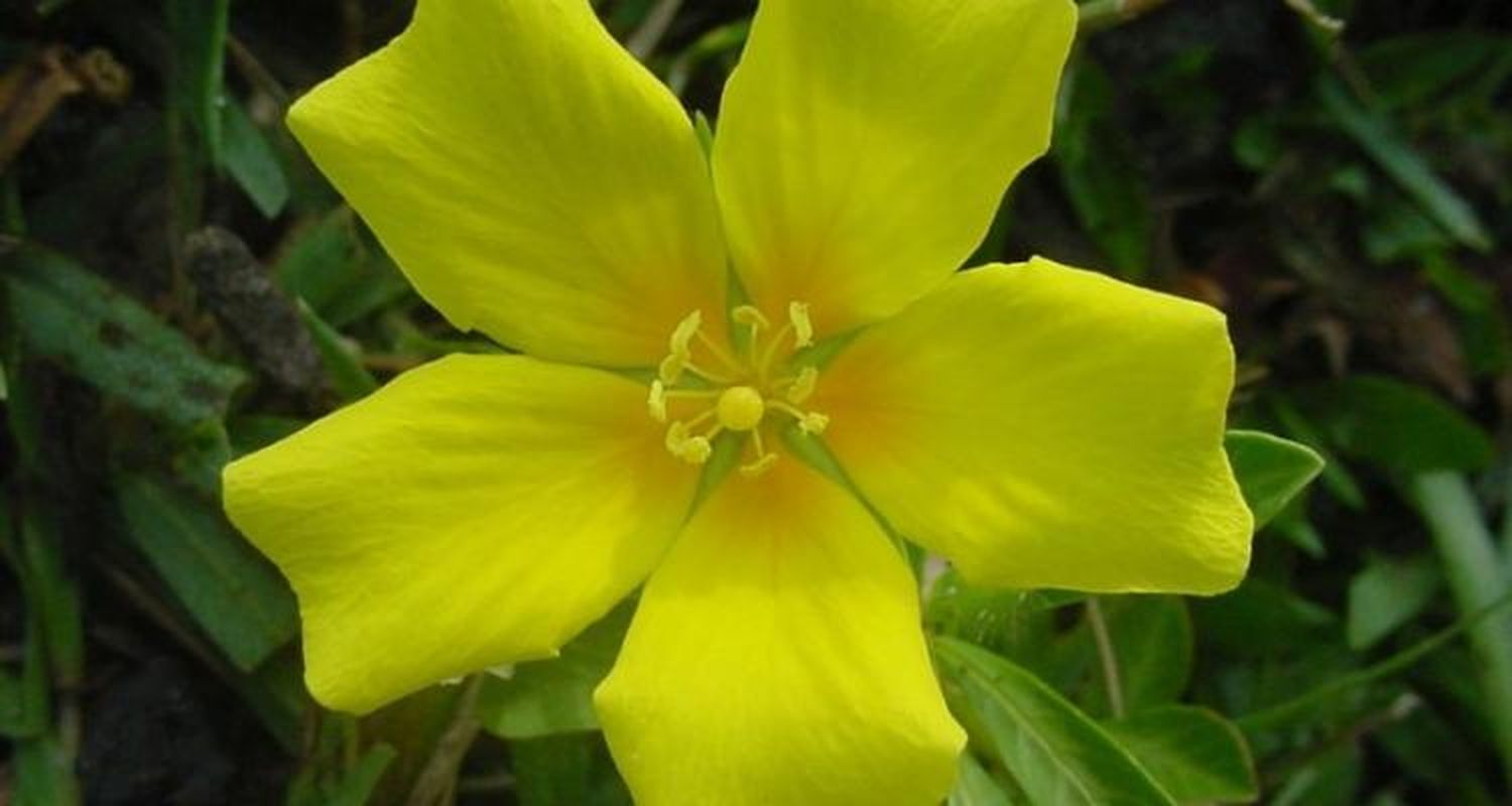 Duraznillo de agua, la flor elegida para el próximo tramo de la Escalera de las Flores