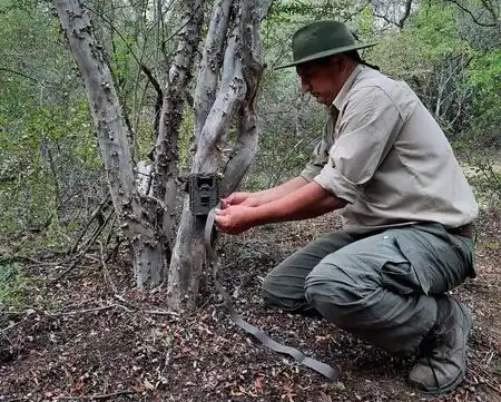 Monitoreo de la población de yaguaretés