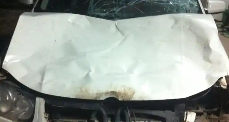 Un auto chocó una vaca que se le cruzó en la ruta 1001 y la mató