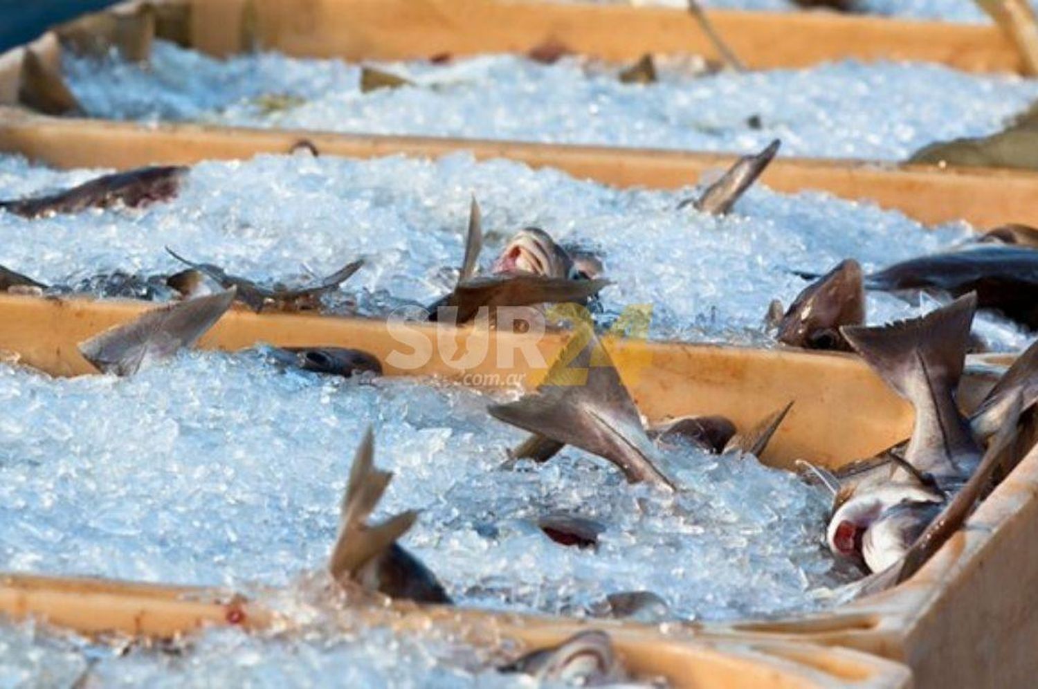 Pequeños productores realizarán un “pescadazo” frente al Congreso
