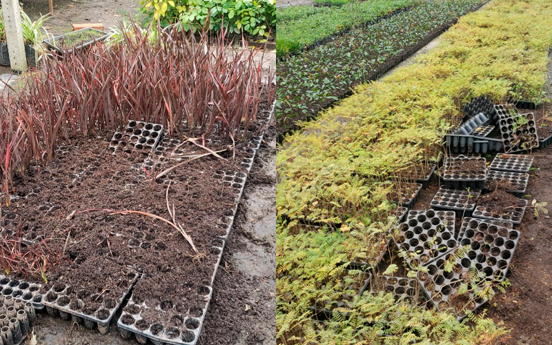Robaron alrededor de 5 mil plantines de jacarandás y fornios en el vivero Santa Isabel