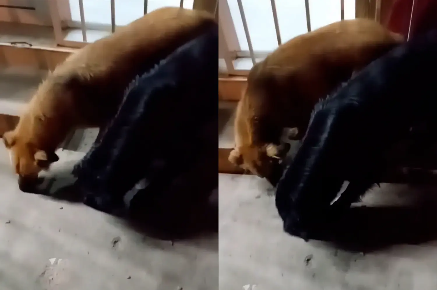 Buscan con urgencia un hogar para dos perros que quedaron solos tras el fallecimiento de su cuidador