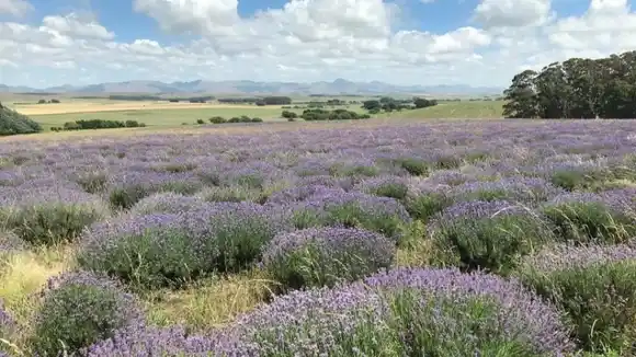 Una experiencia sensorial en Coronel Suárez: estancia turística en el cultivo de Lavanda más grande de la Argentina