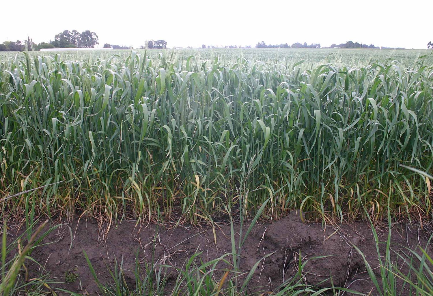 La fina sufre por la falta de agua y cae la estimación de rindes