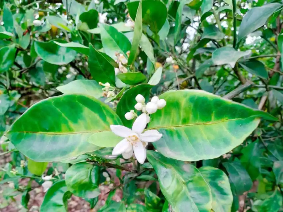 En Estados Unidos: la apuesta de Florida contra el peor enemigo de los cítricos