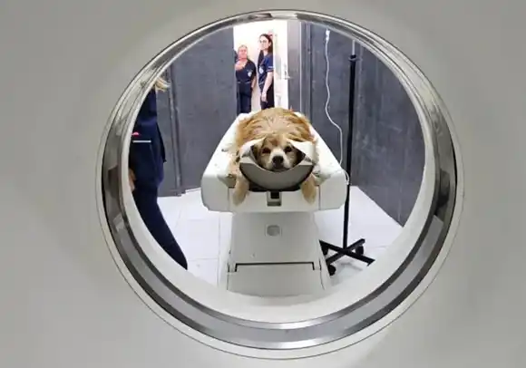 UNLP: Veterinaria tiene el primer tomógrafo computado de una universidad pública