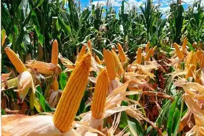 El campo en alerta: sequía, retenciones e incertidumbre amenazan la producción