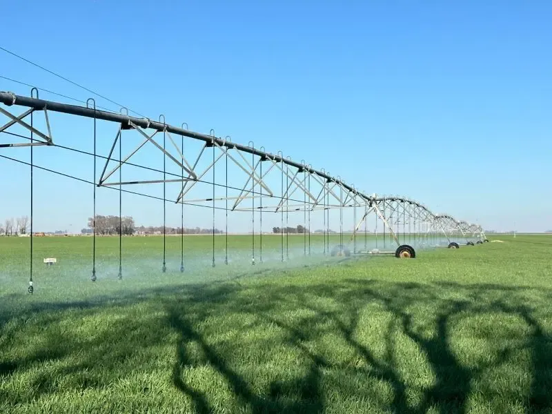 Bajo riego, el trigo rindió un 115% más