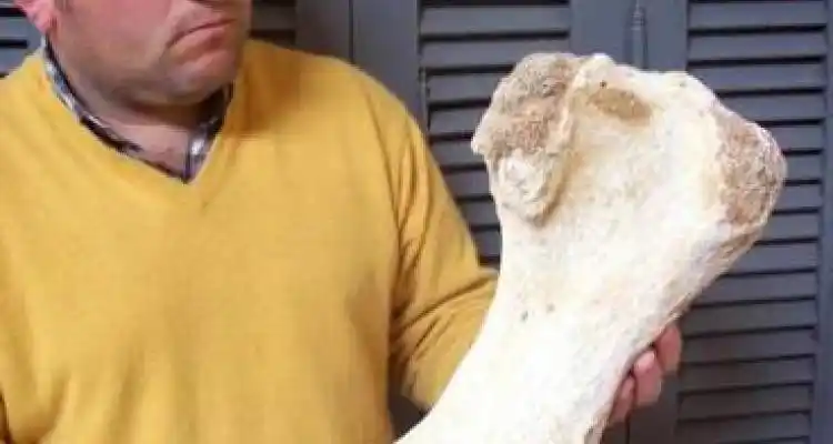 Restos de una gran bestia