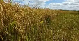 Arroz: estiman que los rindes caerán un 20% en una campaña complicada
