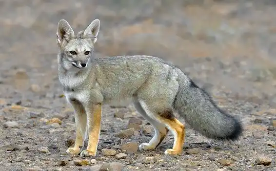 Evaluaron la situación de las poblaciones de zorro y otras especies