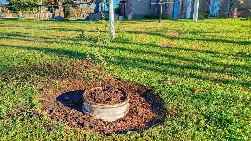 Semana del Ambiente en San Mayol: plantación de un árbol nativo, educación y concientización