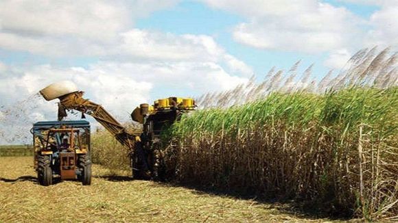 CRISIS POR FALTA DE GASOIL: Fesoca reporta pérdida de 350.000 toneladas  de azúcar