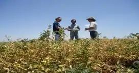 Senasa estableció requisitos para  ampliación de uso insecticidas destinados a cultivos “menores”