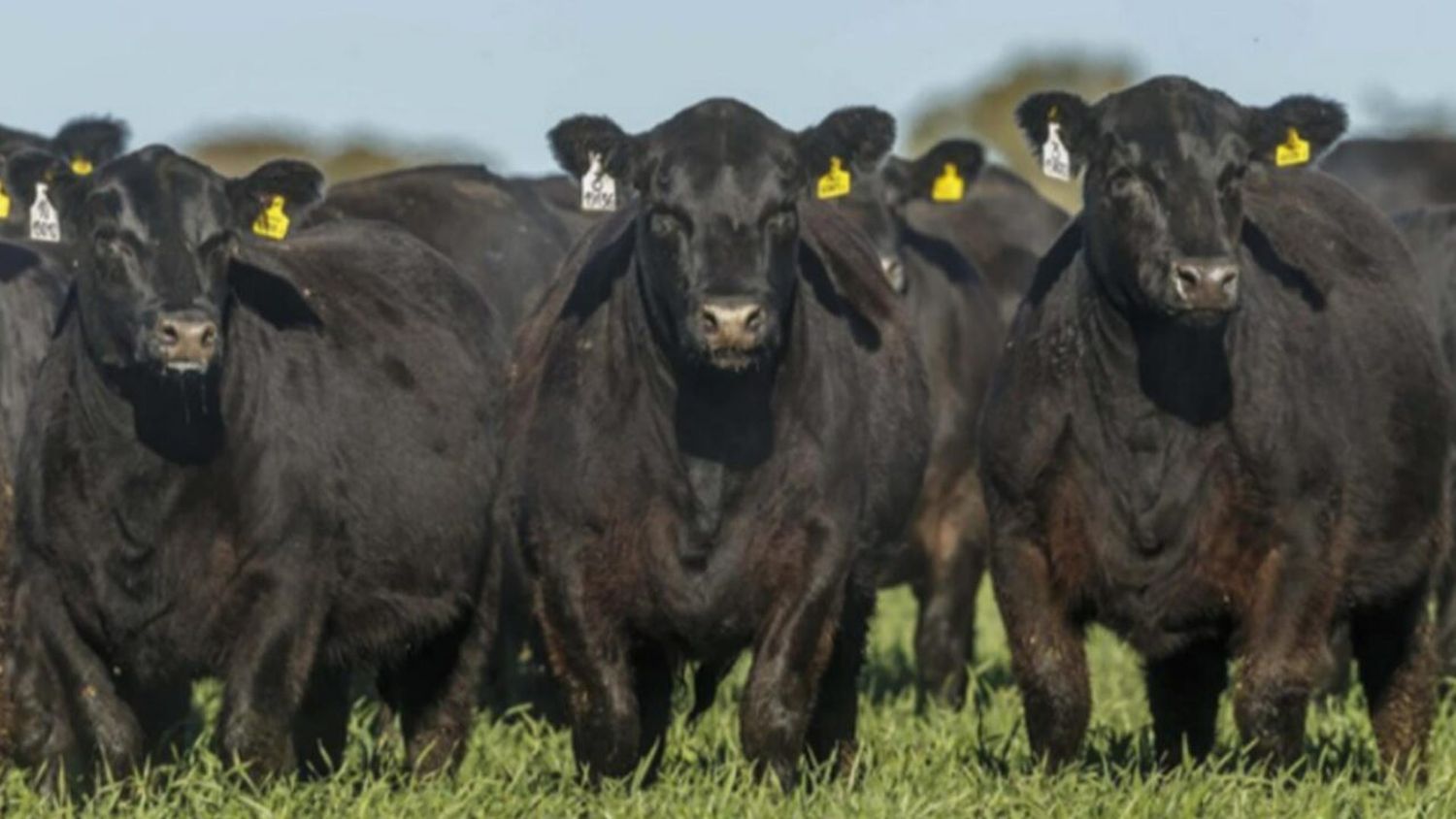 Robaron tres terneros en un campo de Melincué