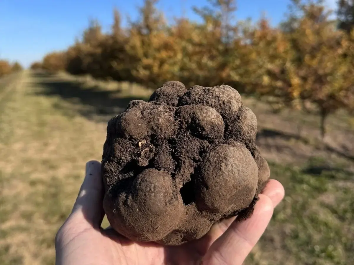 Espartillar celebra la Fiesta de la Trufa Negra, el “diamante negro” que puso al pueblo en el mapa gastronómico