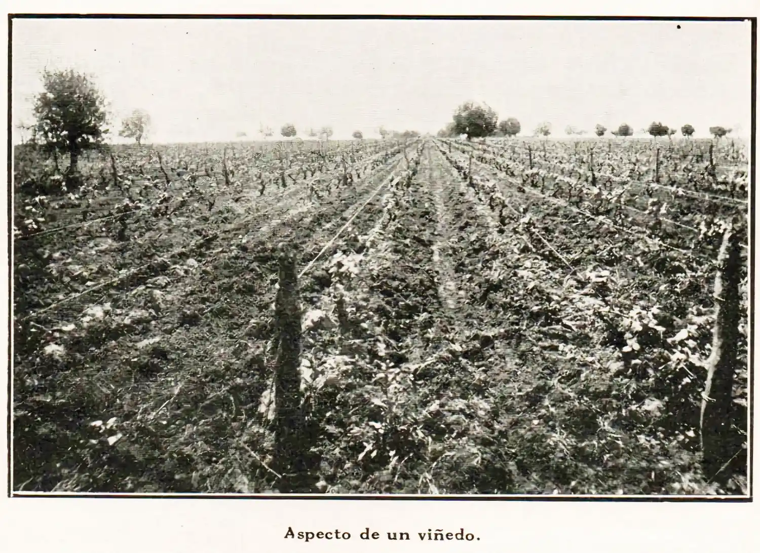 Los primeros viñedos del litoral