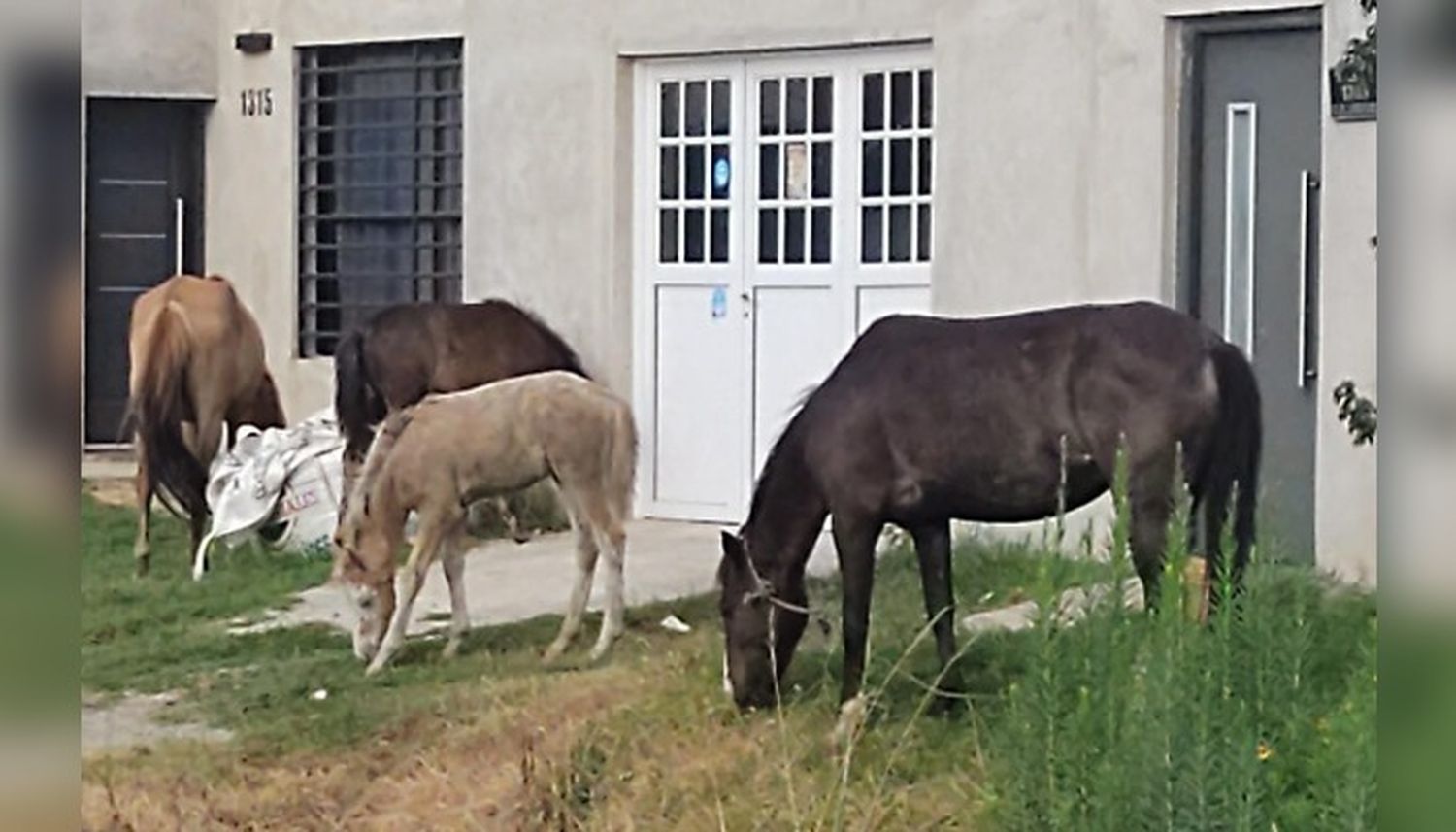 Caballos sueltos en Mateo Sbert y Riobamba