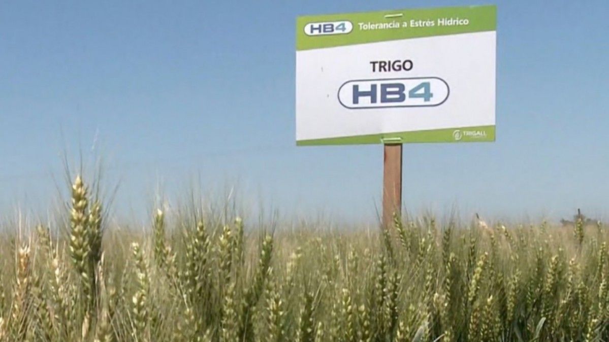 Australia, Estados Unidos y la aprobación del trigo HB4