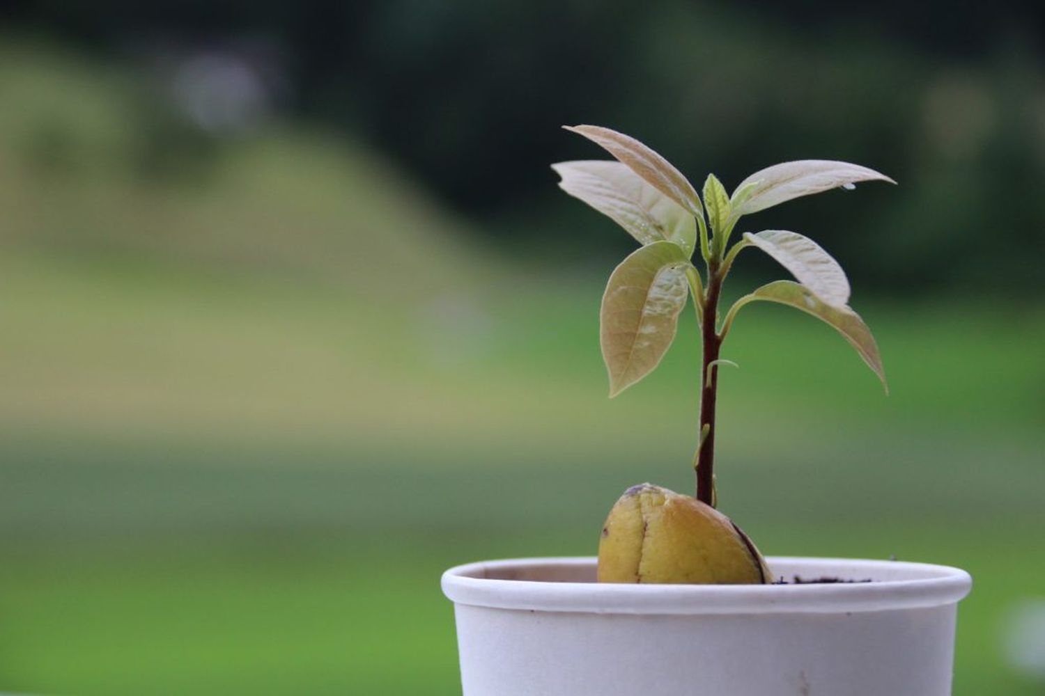 La propuesta consiste en recolectar plantas de palta germinadas por vecinos en sus hogares