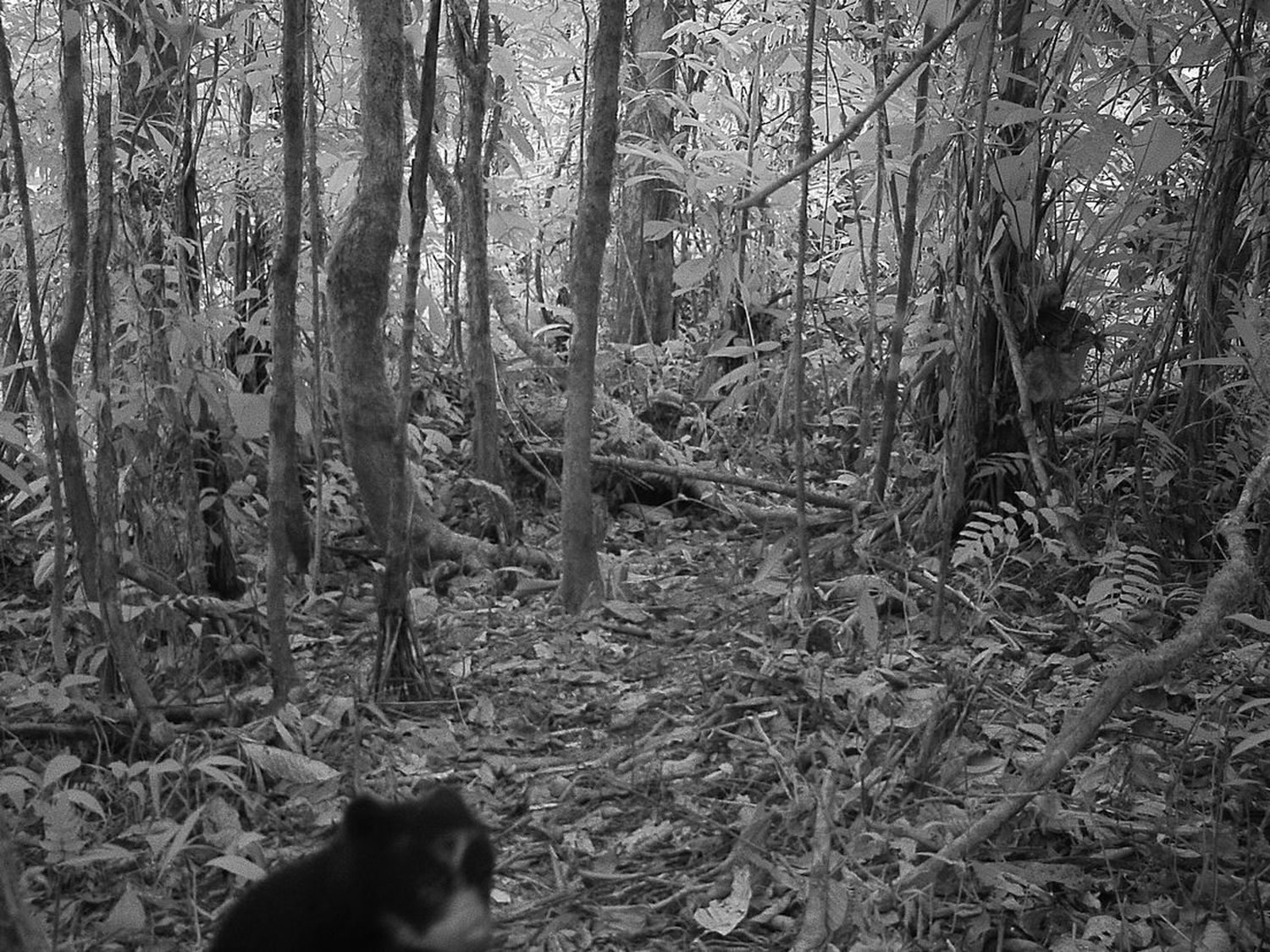 Investigadores encuentran cachorros de oso frontino en peligro de extinción en Venezuela