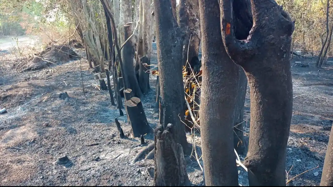 Sequía y descuidos: se multiplica el trabajo de bomberos por incendios en campos y pastizales