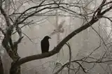 Nevermore